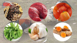 cach-nuoi-ga-chuan-bi-da