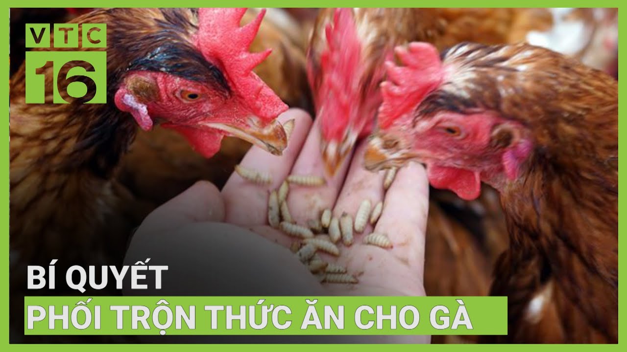 cach-pha-tron-thuc-an-cho-ga-da