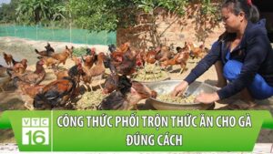 cach-pha-tron-thuc-an-cho-ga-da